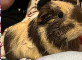 Guinea pigs for sale
