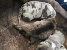 4 stunning pocket bullies