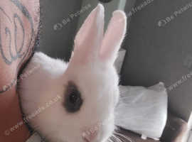 Rabbit