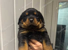 Beautiful Chunky Rottweiler puppy's perfect example of the breed ready for their new homes