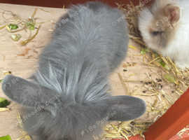Lion head crossed lop