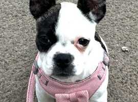 Frug for sale