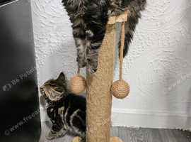 Maine coon X ( BenCoonTabby )