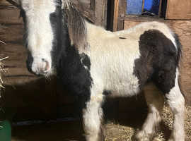 7 month old piebald cob colt