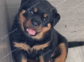 Kc rottweiler pups from extensively health tested parents