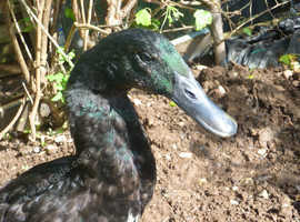 For Sale. Pair of Ducks, One Male and One Female.