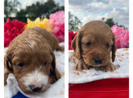 F1 cockapoo pups ready 3rd June