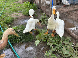 Female white runner ducks