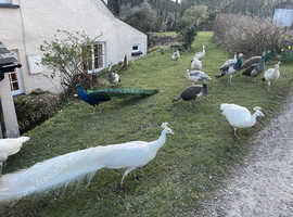 Peafowl for sale