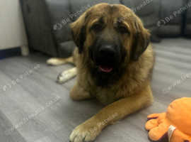 Large Female for Rehome