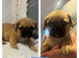 French bulldog cross pug ready now