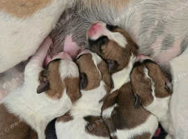 Jack russells