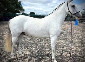 New forest project gelding