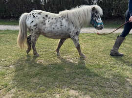 British Spotted Mare 36inch, loving and clever