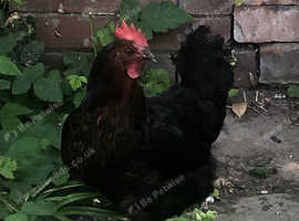 Free chicken re-home
