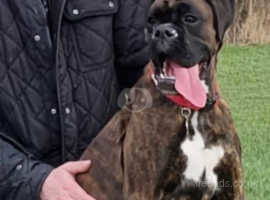KC registered Boxer for rehome