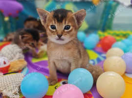 Tica reg. 2 left Abyssinian kittens