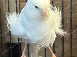 Canaries for sale