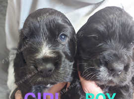 KC reg Black Male Cocker Puppy