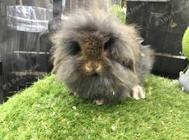 Agouti single mane mini lion lop rabbit - buck (boy) *AVAILABLE*