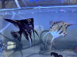 4 home bred marble angel fish
