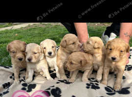Stunning golden retriever puppies ready to leave 23rd may