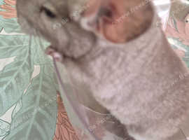Chinchilla