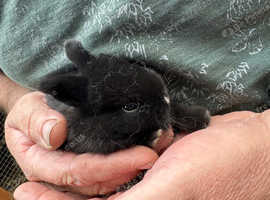 Bunnies for sale