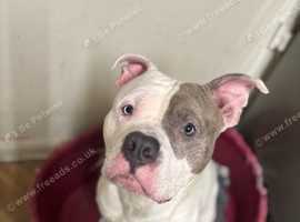 1 year old American bulldog for sale
