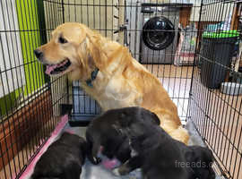 Adorable golden retriever Cross border collie pups