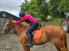 16.3hh chestnut gelding 9yrs old