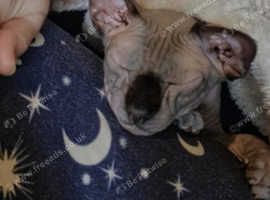 Beautiful small sphynx cat kitten in Caterham