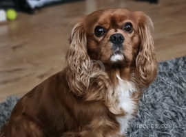 Good home wanted for sales cavalier king charles spaniel