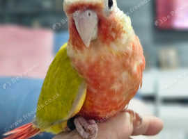 Sun cheek conure