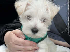 8 Week old maltese/yorkie boy for rehoming