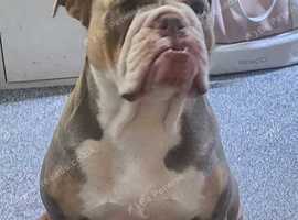 Lilac tri English Bulldog ( storm )
