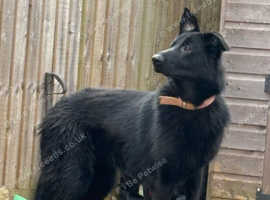Pure black shepherd