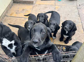 9 week old springador puppy's looking for there forever homes