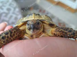 Horsefield tortoises 2 boys