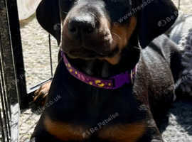 Health tested KC registered Doberman puppies