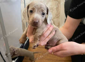Miniature dachshund