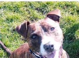 This dog is lost or stolen staffy