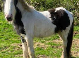 Well marked cob colt to make 15.2hh