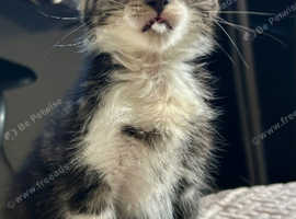 RAGDOLL MIX MALE KITTEN READY NOW