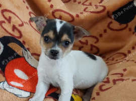 Jack russell puppies