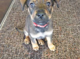 Rottweiler x german shepherd puppies