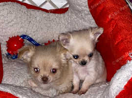 Female chihuahua puppies for hot sale sale