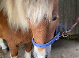 Gorgeous Chestnut Shetland Mare For Sale