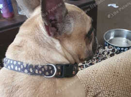 Eight year old French bulldog in need of a loving home