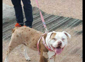Alapaha Blue Blood Bulldogs And Puppies In Sheffield Find Puppies And Dogs At Freeads In Sheffield S 1 Classified Ads